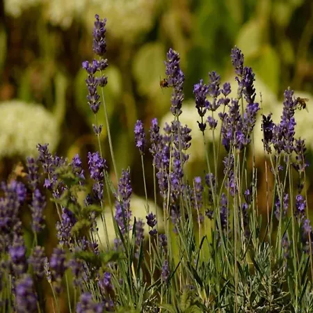 דירה In Belgium For 2 Person *